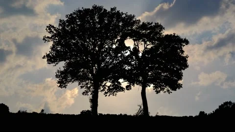 Forest Trees Silhouette Branches Landscape Stock Footage 239891829