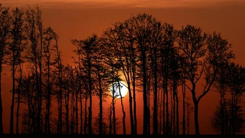 Forest Trees Silhouette with Branches in the Landscape Stock Footage 239904481