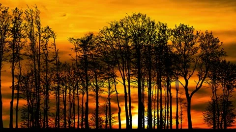 Forest Trees Silhouette with Branches in the Landscape Stock-Footage 239915568