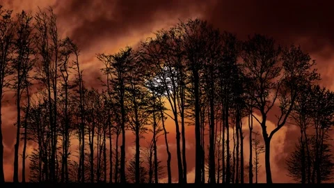 Forest Trees Silhouette with Branches in the Landscape Stock Footage 239973100
