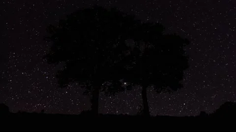 Forest Trees Silhouette Branches Landscape 스톡 동영상 239990980