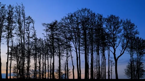 Forest Trees Silhouette with Branches in the Landscape Stock-Footage 240127722