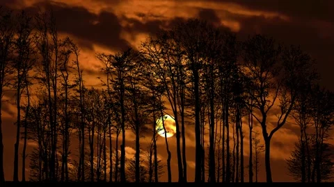 Forest Trees Silhouette with Branches in the Landscape Stock Footage 240188271