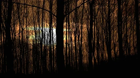 Forest Trees Silhouette Branches Woods Landscape Video stock 237018061