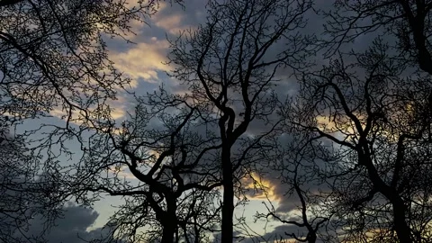 Forest Trees Silhouette Canopy and Sky Stock Footage 239966281