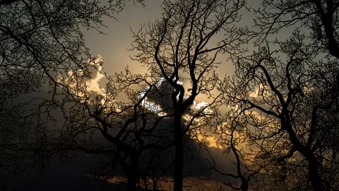 Forest Trees Silhouette Canopy and Sky 스톡 동영상 240172281