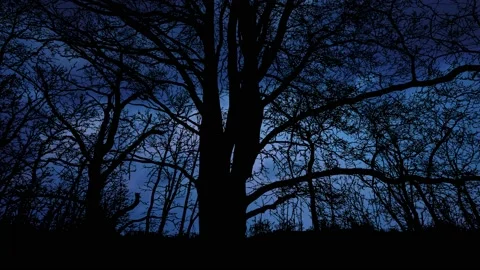 Forest Trees Silhouette Canopy Sky Branches Stock-Footage 237575405