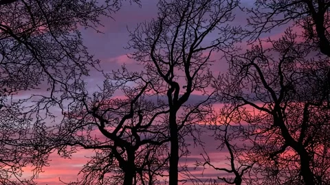Forest Trees Silhouette Canopy Sky Branches Stock-Footage 238353654