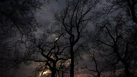 Forest Trees Silhouette Canopy Sky Branches Stock Footage 238368559