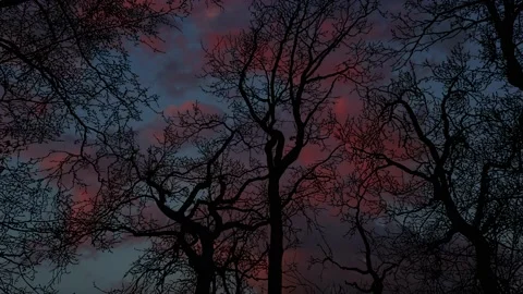 Forest Trees Silhouette Canopy Sky Branches Vidéo 238413619