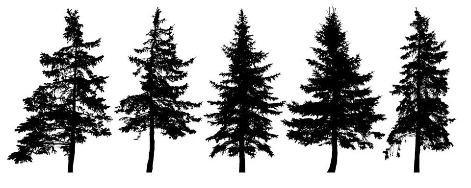 Forest trees silhouette. Isolated vector set. Christmas tree, cedar, fir-tree Illustrazione stock