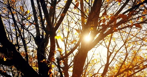 Forest trees silhouette at sky sunset with sun flare rays flying through forest Stock Footage 83227156