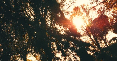 Forest trees silhouette at sky sunset with sun flare rays flying through forest Stock Footage 105666102