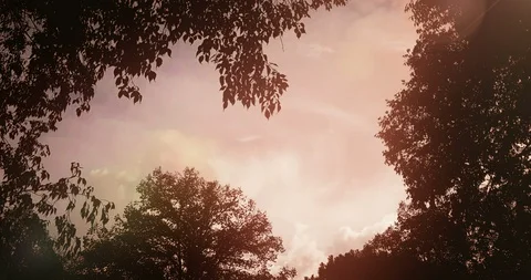 Forest trees silhouette at sky sunset with sun flare rays flying Stock Footage 113896175