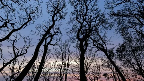Forest Trees Silhouette Sky Winter Group Tree, Stock-Footage 238047663