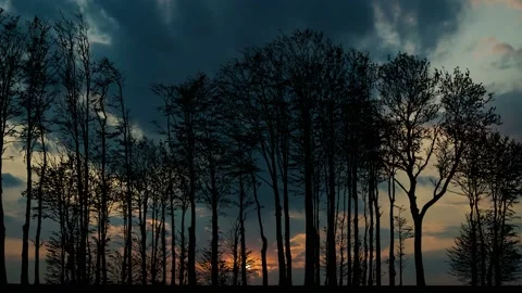 Forest Trees Silhouette Tree Branches Landscape, Video stock 234464778