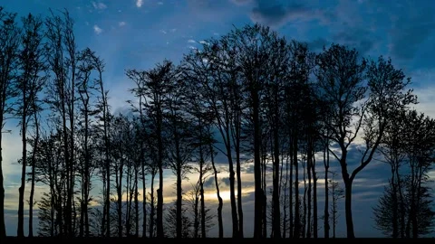 Forest Trees Silhouette Tree Branches Landscape, Stock Footage 237535763