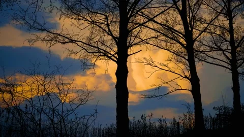 Forest Trees Silhouette Tree Branches Landscape, Stock Footage 238396812