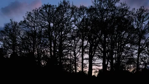 Forest Trees Silhouette Tree Branches Landscape, Stock Footage 238425179