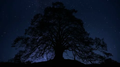 Forest Trees Silhouette Tree Landscape Nature, Stock Footage 234369606