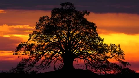 Forest Trees Silhouette Tree Landscape Nature, Stock Footage 238404392