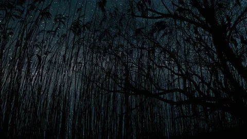 Forest Trees Silhouette with Vegetation Brush and Bushes Stock Footage 239690275