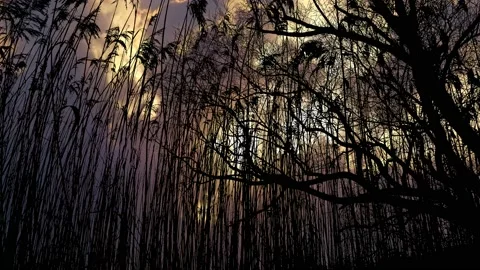 Forest Trees Silhouette with Vegetation Brush and Bushes 스톡 동영상 239889724