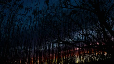 Forest Trees Silhouette with Vegetation Brush and Bushes Stock-Footage 239943005