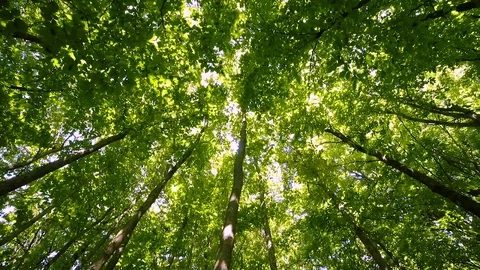 Forest trees - sky look 360 turn - 01 Stock Footage 97038554