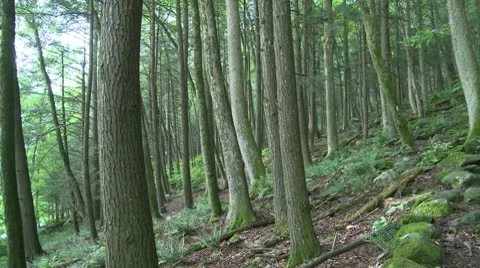 Forest trees on a slight upgrade (1 of 3) Stock Footage 10771075