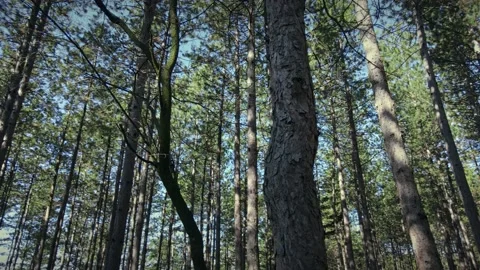 Forest trees slow panoramic shot. Sun peaking on branches. Video stock 168651430
