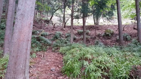 Forest trees small walk Stock Footage 107453992