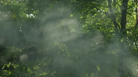 Forest trees with smoke and misty fog on sunny day in sunlight Stock Footage 243302256