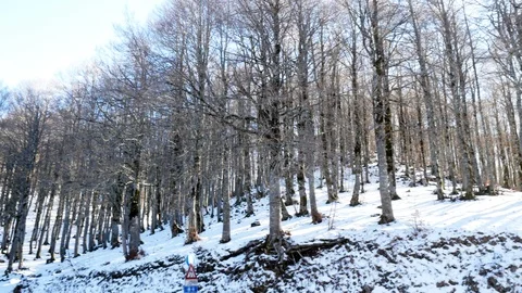 Forest of trees snow covered winter season Stock Footage 88307907