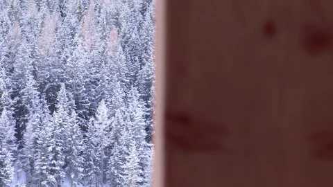 Forest of trees with snow Stock Footage 125703606
