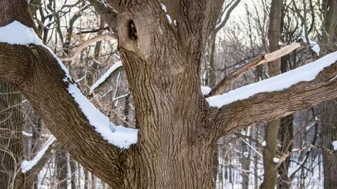 Forest trees with snow Stock Photos