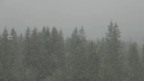 Forest trees snowfall in German Alps Stock Footage 306680463
