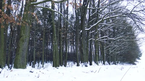 Forest with trees at snowy footpath 스톡 동영상 61174407