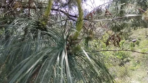 Forest trees spring Vidéo 240933583