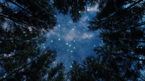 Forest trees at stary night from below - Blue sky Stock Footage 244861169