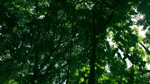 Forest trees static 스톡 동영상 53017456