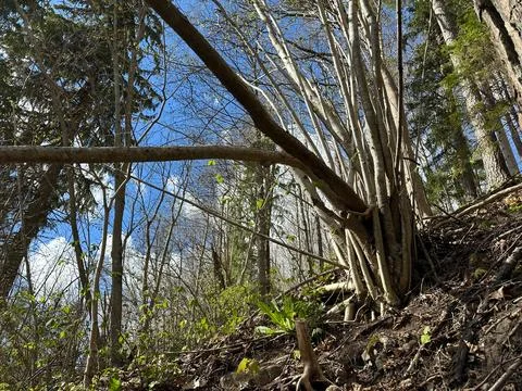 Forest Trees on Steep Slope with Exposed Roots and Sunlight 스톡 사진