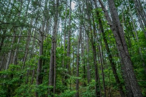 Forest trees in summer Stock Photos