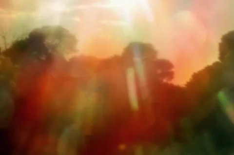 Forest trees sun reflection Stock-Fotos