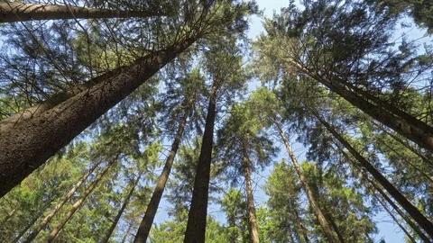 Forest trees. The sun shines on the high trees in a forest Stock Footage