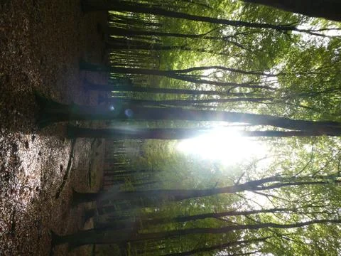 Forest, trees, sun, sunshine Stock Photos