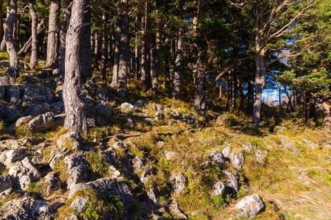 Forest trees sunlight background. Rocks in deep forest landscape. 스톡 사진