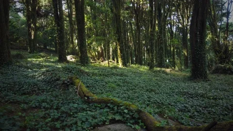 Forest Trees with Sunlight Bursting through Tree Branches Stock Footage 140222938
