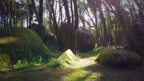 Forest Trees with Sunlight Bursting through Tree Branches Stock Footage 140223027