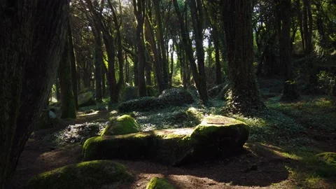 Forest Trees with Sunlight Bursting through Tree Branches Stock Footage 140223079